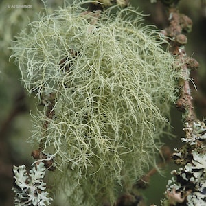 Usnea Lichen - Bulk