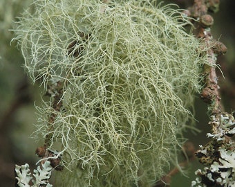 May include: A close-up of a light green, stringy lichen hanging from a tree branch. The lichen is long and wispy, with a delicate texture.