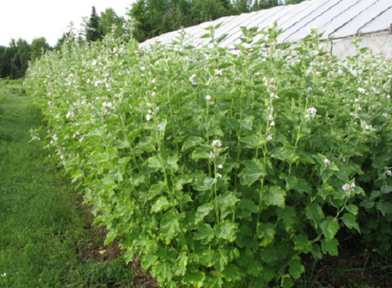 Marshmallow Leaf Bulk Etsy
