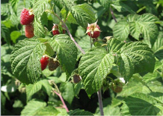 Raspberry Leafd Raspberry Leaf, Air Dried Herb, Cut & Sifted Bulk Herbs, Loose Leaf ...