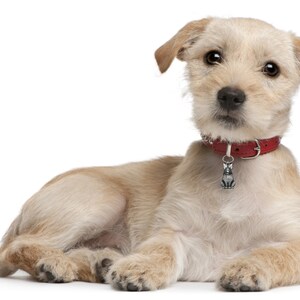 Dog Bling with Bunny, Bunny Dog Collar Accessory, Dog Collar Charm, Pet Jewelry, 55