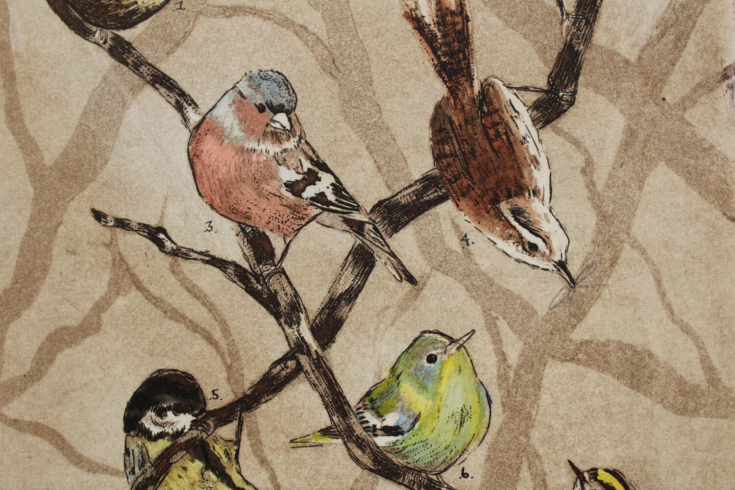 Birds Etchingbird Print Bird Art drawing of Birds garden Etsy