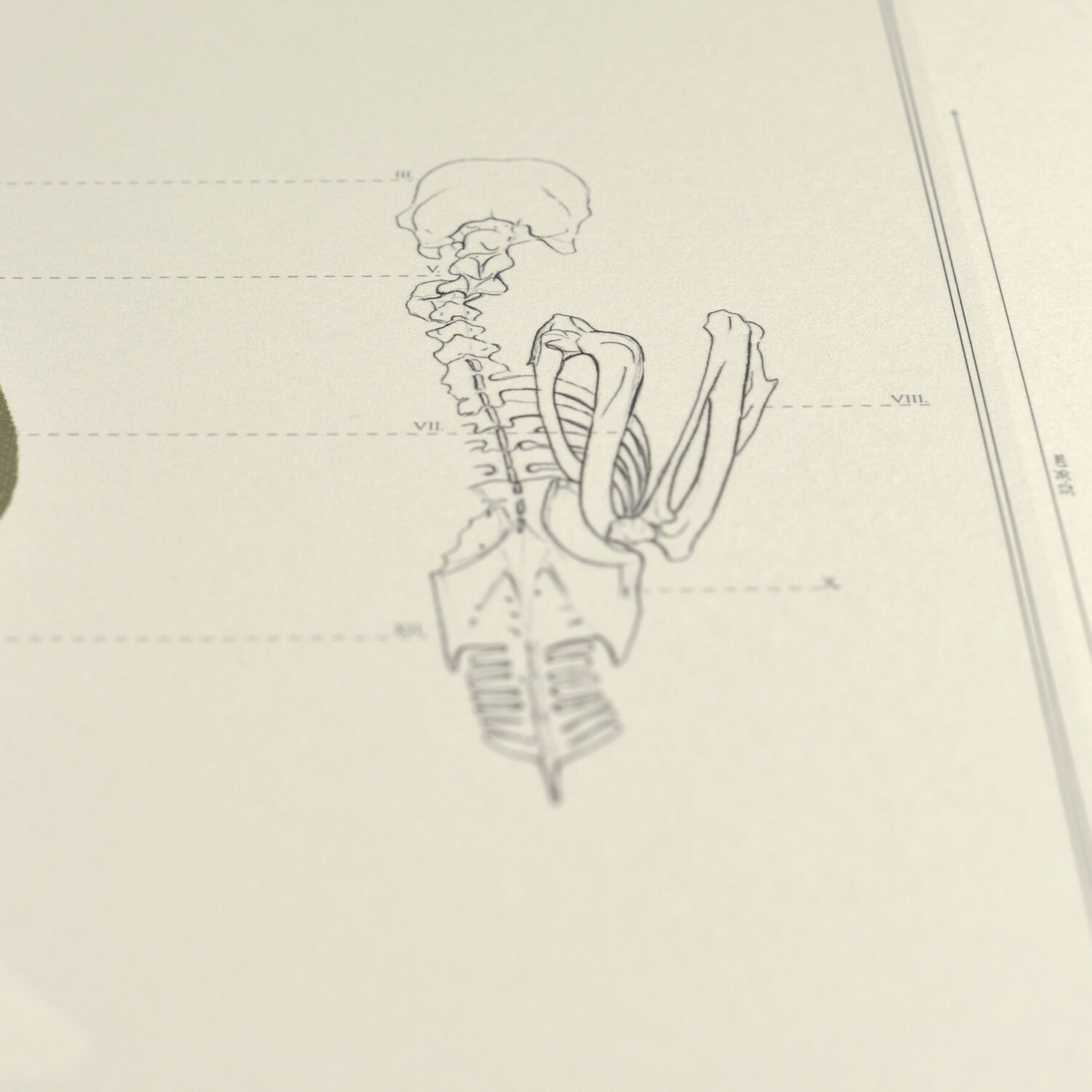 BIRDS II Anatomy of a Green Woodpecker Bird Illustration - Etsy