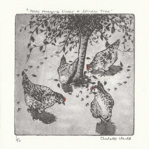 Hen Etching 'Hens Foraging Under A Spindle Tree' Hen Illustration Charlotte Mudd Muddillustration image 4