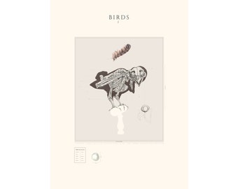 BIRDS I - Anatomy of a Small Owl- Owl Poster - Bird Poster - Anatomy - Charlotte Mudd - Illustration