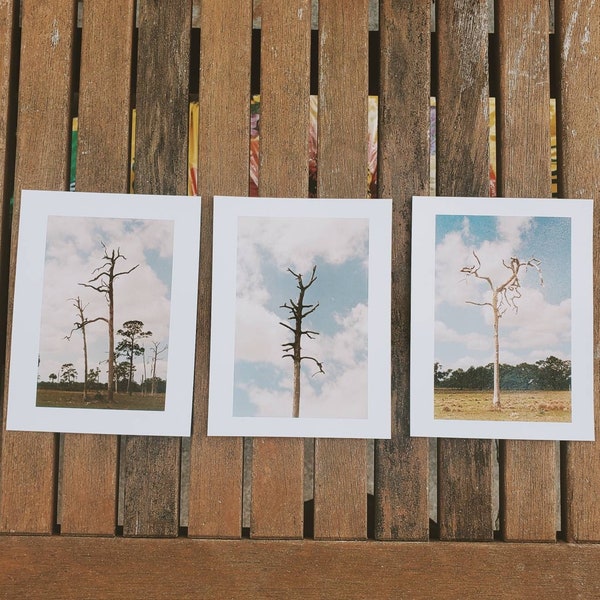 Tall Boys in the Fields postcard set of 3 | Nature Print | Film photography | 35mm film print