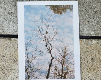 Mayakka State Park Print: 35mm Film Photography Postcard
