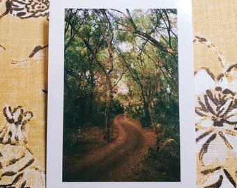 Mayakka State Park Postcard: Florida Nature Photography Print