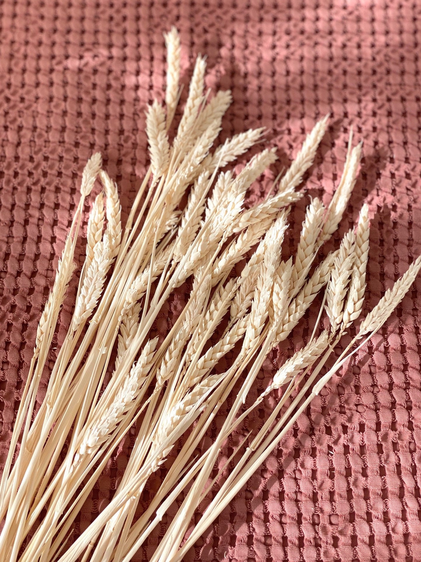 White Wheat/Blé Blanc