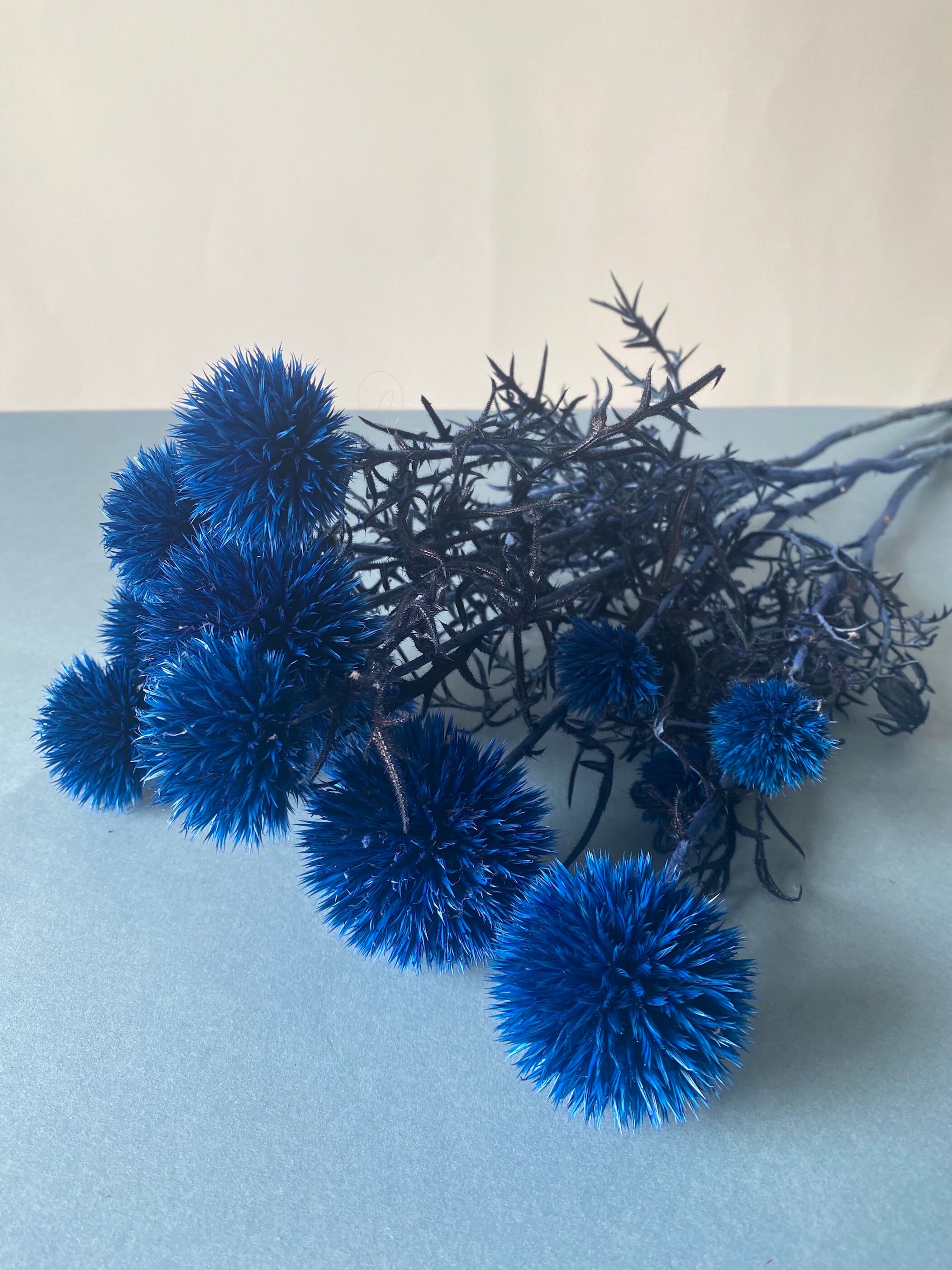 Blue Thistles With Long Stems/Chardons Bleus à Longues Tiges