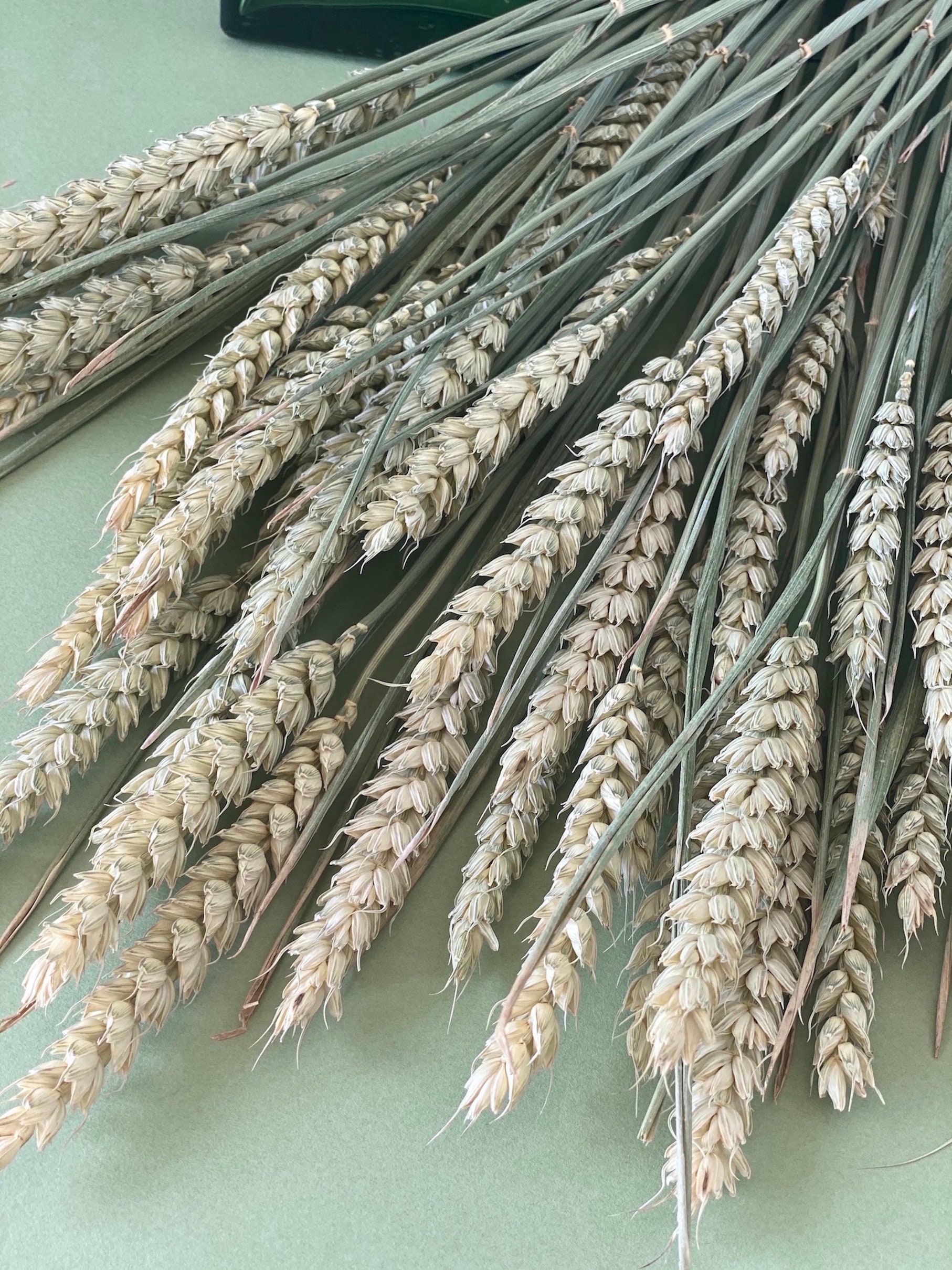 Natural Green Wheat/Blé Vert Naturel