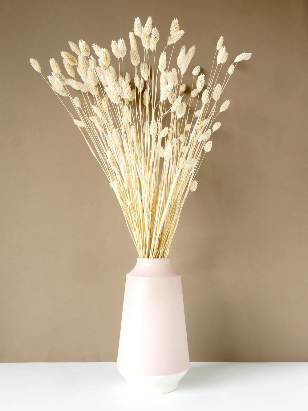 White Phalaris/Phalaris Blanc