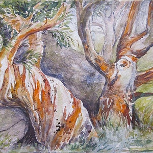 Snow Gum - Original Watercolor Painting - 20 x 30 cm Australian, landscape, paintings, outback, morning, country, Gumtree,