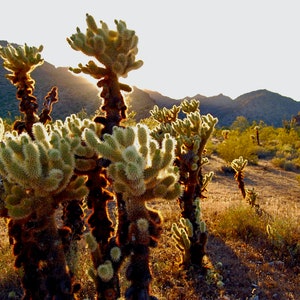 Teddy Bear Cholla