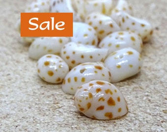 Whole Tiger Moon Shell Beads--Asst Sizes 9mm-11mm--50 Pcs. CLEARANCE | 30-2595