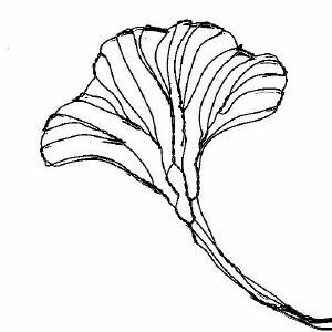 Gingko Leaf Wire Sculpture by Elizabeth Berrien image 4