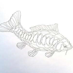 May include: A detailed line drawing of a fish, possibly a carp, rendered in black and white. The image highlights the fish's form through intricate outlines, showcasing the fins, scales, and body shape. The fish is facing left.