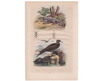 Antique Engraving Reptile Bugs Bird Stellion Skua Beetle Hand Colored Original Print 1833