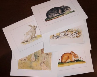 Colorful Bunny Rabbit Vintage Drawings Note Cards Greeting Cards (Horiz) Boxed Set of 5