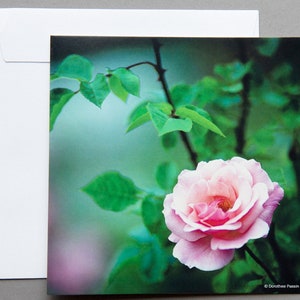 Carte de vœux "Delicate Pink", carte pliante carrée (14,8 x 14,8 cm) avec enveloppe, anniversaire, cadeau, fleur