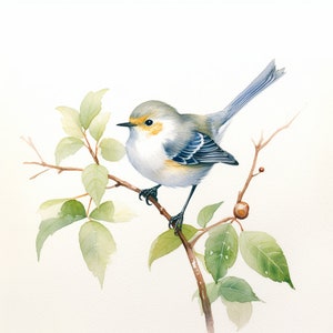 Può includere: Un dipinto ad acquerello di un piccolo uccello blu chiaro e bianco posato su un ramo con foglie verdi. L'uccello ha una striscia gialla sulla testa e una coda lunga e sottile.