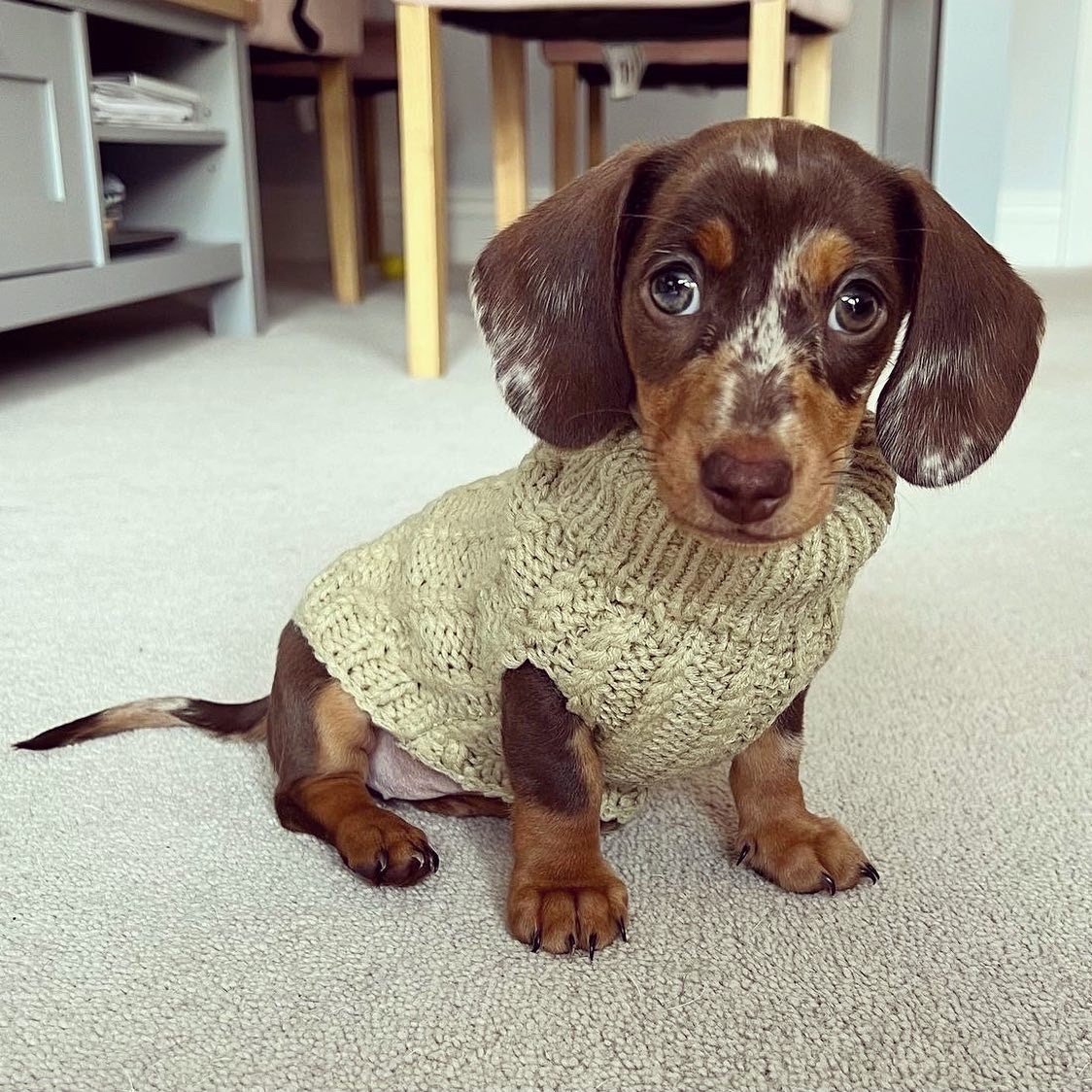 Personalised Dog Jumper Dog Coats Dog Lover Gift Pet Gift - Etsy UK