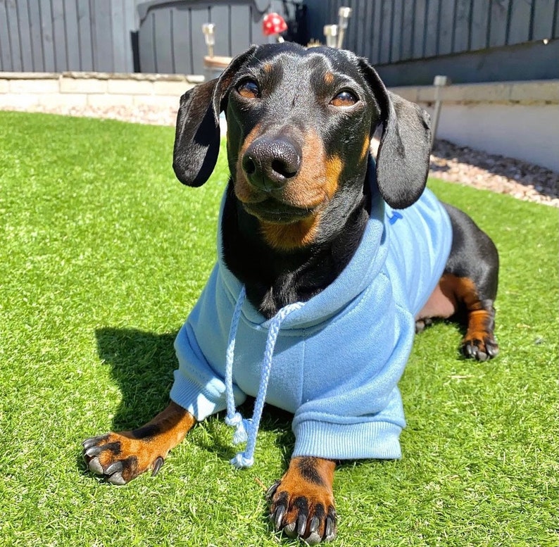 Personalised Dog Hoodie, Dog Sweatshirt, Dog Lover Gift, Pet Gift, Dog Sweater, Cotton Dog Hoody, Dog clothes, Dog Jumper, Dog Loungewear image 6