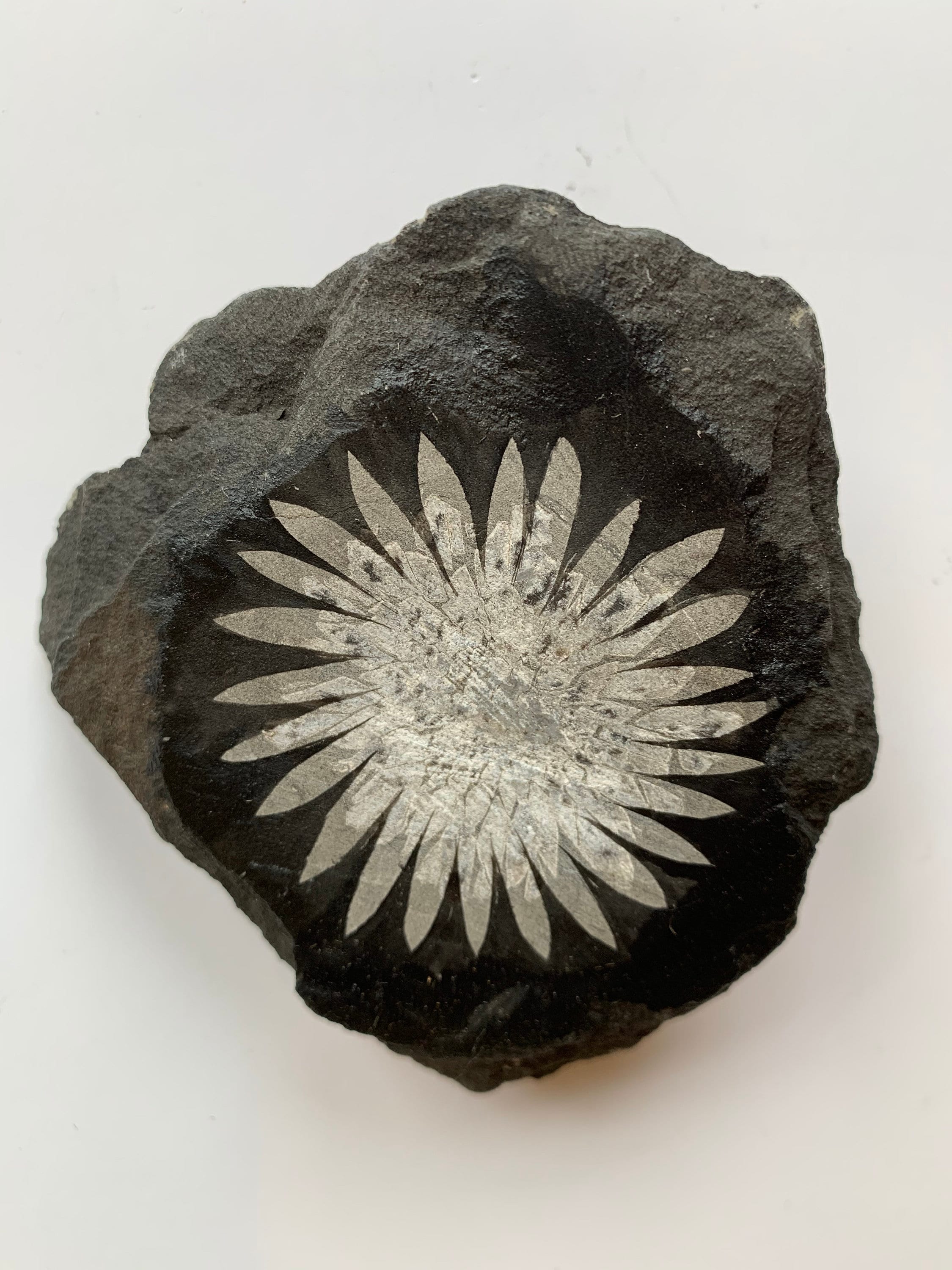 CHRYSANTHEMUM STONE// Healing Gemstone// Freeform Stone// Statement