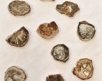 PETRIFIED WOOD// Fossilized Wood// FOSSILS// Healing Gemstones// Healing Tools// Healing Crystals// Healing Tools// Sliced Petrified Wood