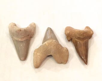 Vackra HAJTÄNDERFOSSILERNA// Hajtänder// Små fossil// Fossil// Läkande kristaller// Läkande verktyg// Autentiska fossil// Eocena tänder