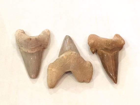 Beautiful SHARK TEETH FOSSILS// Shark Teeth// Small Fossils// Fossil// Healing Crystals// Healing Tools// Authentic Fossils// Eocene Teeth