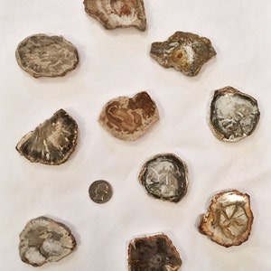PETRIFIED WOOD// Fossilized Wood// FOSSILS// Healing Gemstones// Healing Tools// Healing Crystals// Healing Tools// Sliced Petrified Wood image 4