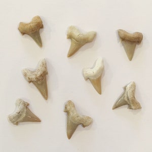 Beautiful SHARK TEETH FOSSILS// Shark Teeth// Small Fossils// Fossil// Healing Crystals// Healing Tools// Authentic Fossils// Eocene Teeth