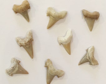 Beautiful SHARK TEETH FOSSILS// Shark Teeth// Small Fossils// Fossil// Healing Crystals// Healing Tools// Authentic Fossils// Eocene Teeth