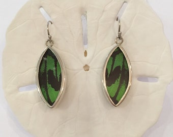 ULYSSES Butterfly Wing Earrings// Butterfly Wing Jewelry// AUTHENTIC Butterfly Wings// Eco Friendly Jewelry// Statement Jewelry