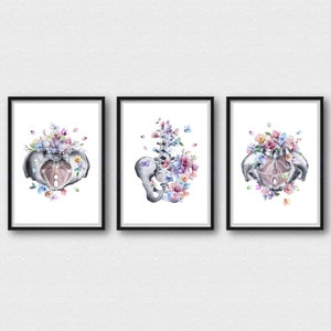 Bekken anatomie print set, set van 3 bekkenbodemspieren kunstposters, medische kunst aan de muur, orthopedische gift chiropractie kliniek muur decor A126