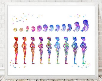 Pregnancy Stages Print Rainbow Medical Art Fetal Development Poster Pregnant Woman Third Trimester Print Gynecology Midwifery Decor A214