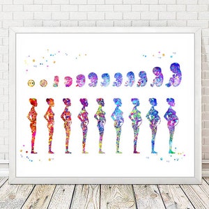 Etapas del embarazo Imprimir Arco Iris Arte Médico Póster Desarrollo Fetal Mujer Embarazada Tercera Trimestre Imprimir Ginecología Obstetricia Decoración A214