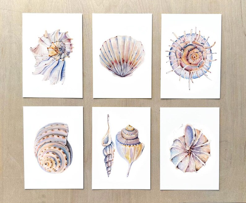 Peut inclure: Six aquarelles de coquillages sur fond blanc. Les coquillages sont de formes et de tailles vari&eacute;es, avec des d&eacute;tails complexes et une gamme de couleurs, notamment le blanc, le rose, le violet et le brun.