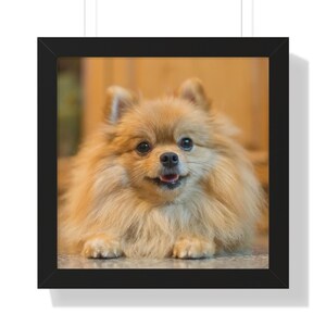 16 x 16 inch ingelijste verticale poster Pommeren