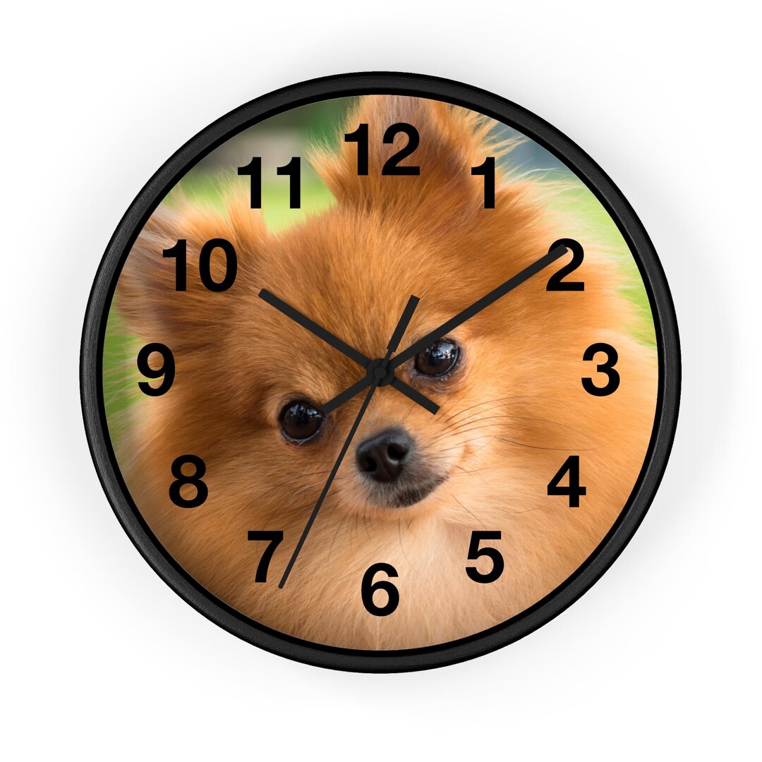 Pomeranian Dog Wall Clock - Etsy