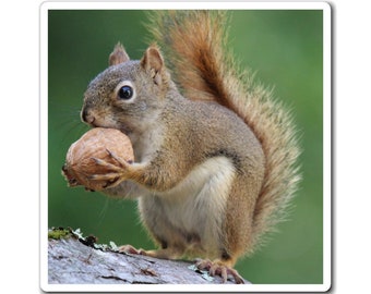 Squirrel Holding Nut Magnet: Matte Vinyl, Indoor Use
