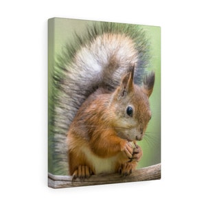 11”x14” Squirrel Canvas Gallery Wrap
