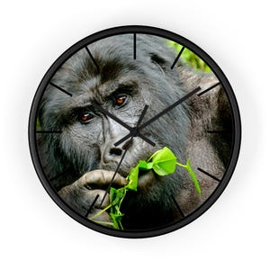 Puede incluir: Un primer plano en blanco y negro de un gorila comiendo hojas verdes. La cara del gorila es visible y está mirando directamente a la cámara. El gorila está en un entorno natural y las hojas son verdes y exuberantes.