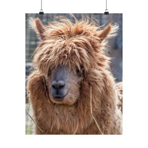16 x 20 inch matte verticale lamaposter