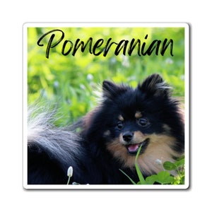 Pomeranian Magnets