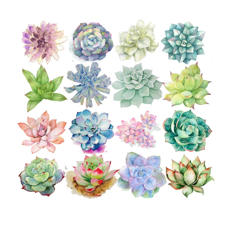 Succulent Clip Art Clipart Succulents Clipart Cactus | Etsy
