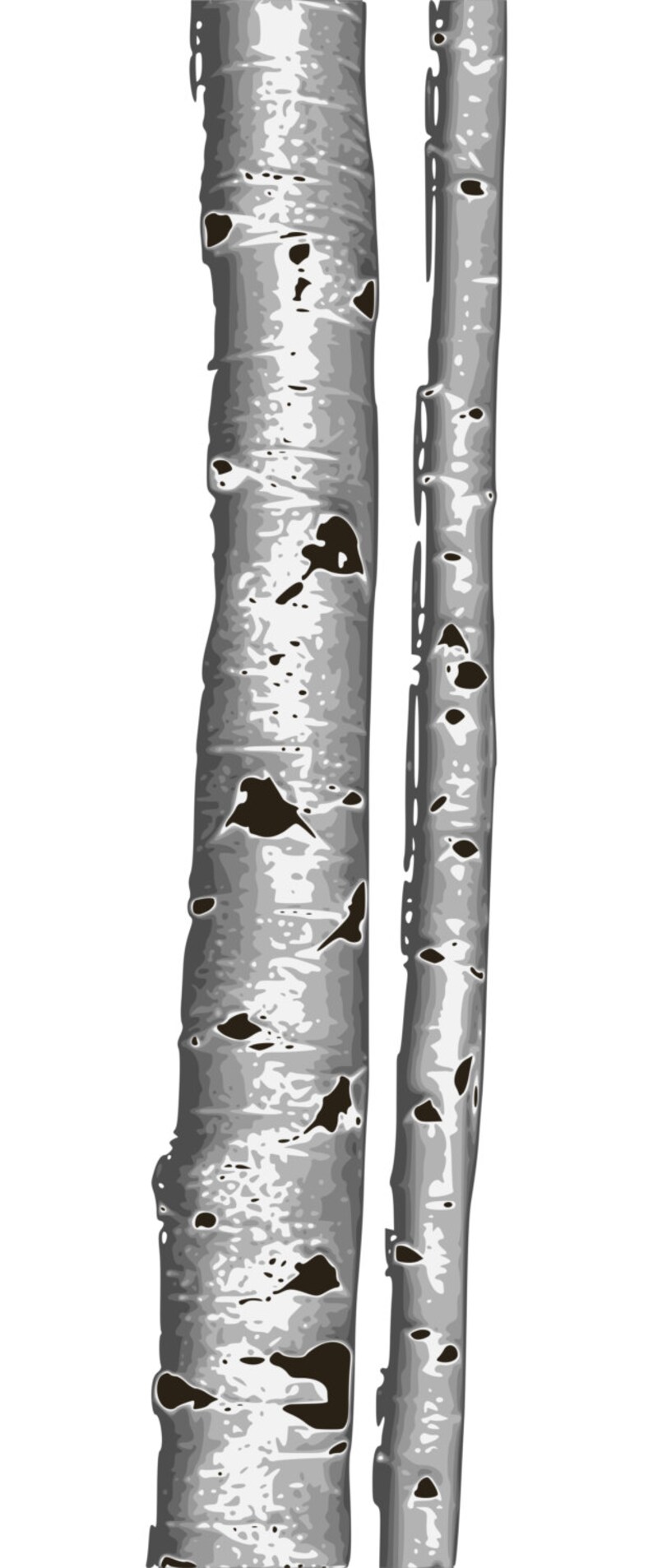 Birch Tree Clip Art Aspen Tree Clip Art Tree Clip Art Etsy
