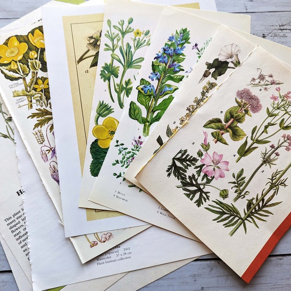 10 Full Color Botanical Pages, Foliage, Botanical Ephemera, Vintage Botanical Illustratrions, Flower Pages, Botanical Prints, Full Color
