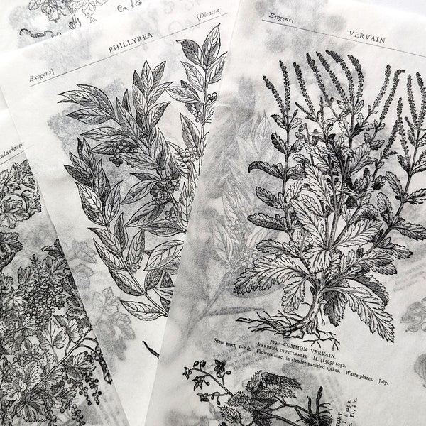 5 Sheets of Botanical Paper with Vintage Ilustrations for Junk or Art Journaling or Scrapbooking, Ephemera, Translucent Paper, Vintage